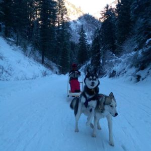 Sled, dogs, huskies, winter, snow, crash, mountains.