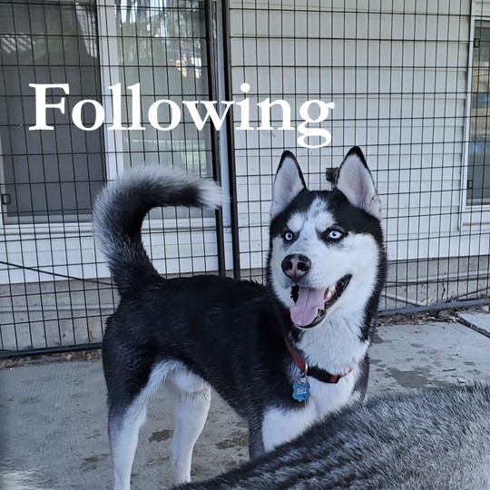 Following and Leadership
